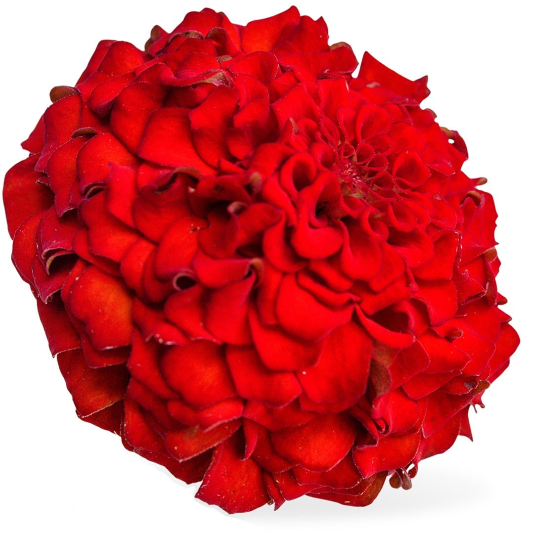 Close up of Oklahoma Scarlet Zinnia on a white background.