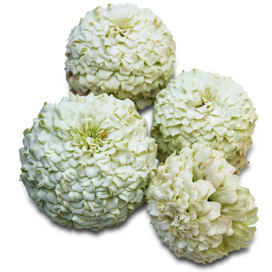 Four Oklahoma White Zinnias on a white background.