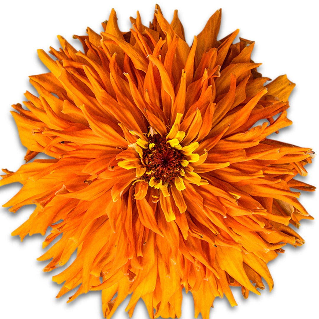 A close up of Orange Cactus Zinnia on a white background.
