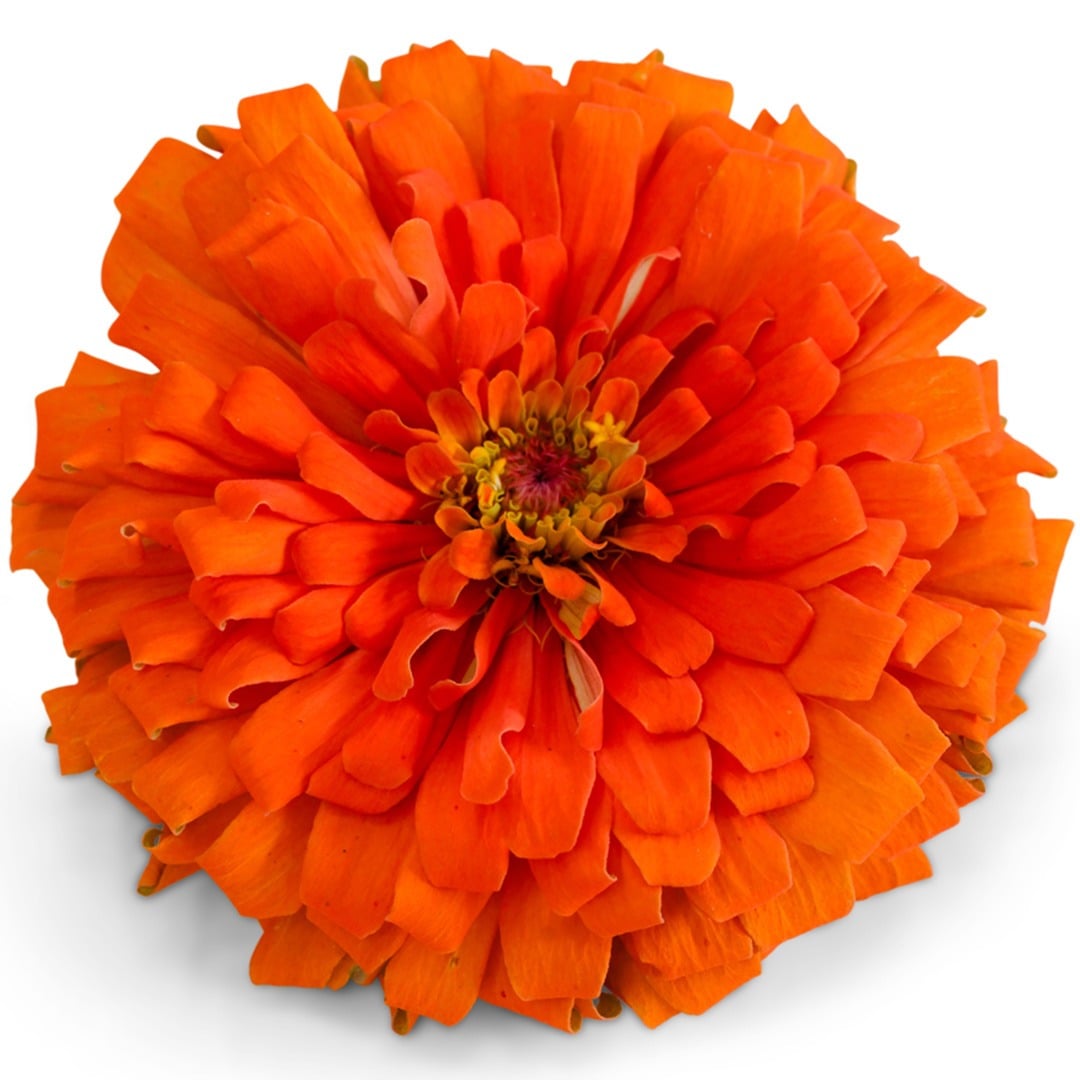 A close up of Orange King Zinnia on a white background.