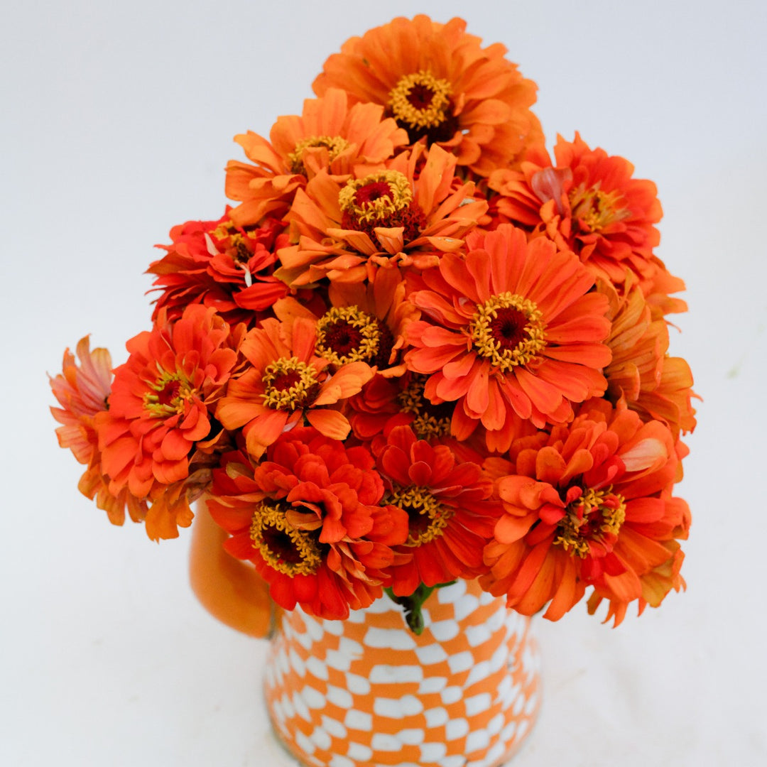 Bouquet of Orange King zinnia in an orange and white checkered vase on a white background.