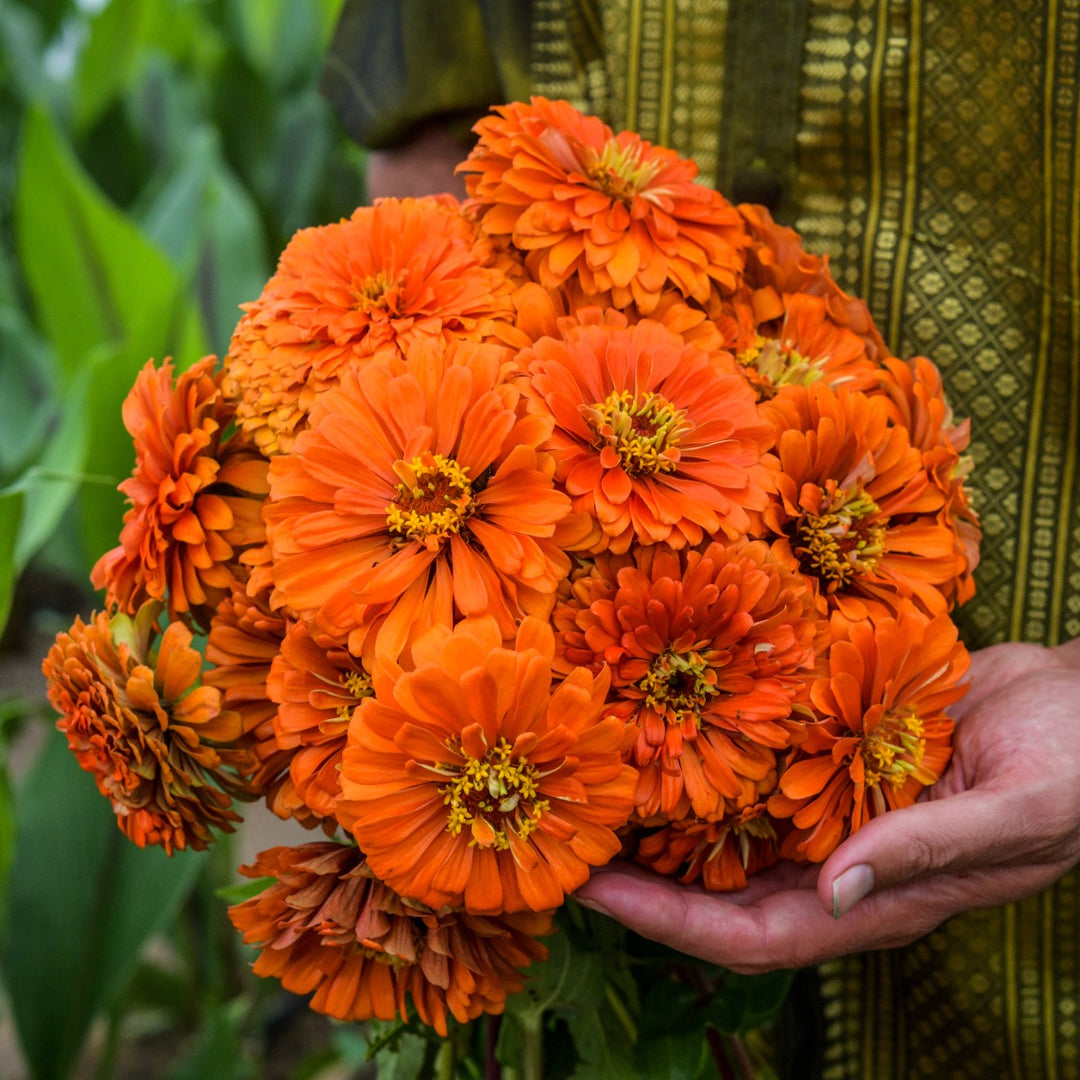 Man holds a bouquet of Orange King zinnia in the garden.