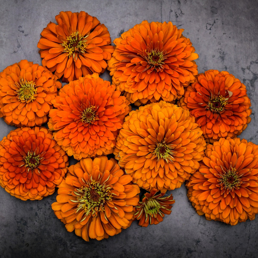 Several Orange King zinnia blooms on a grey background.