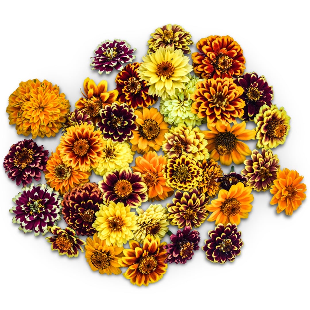 An overhead view of Persian Carpet Zinnias on a white background.