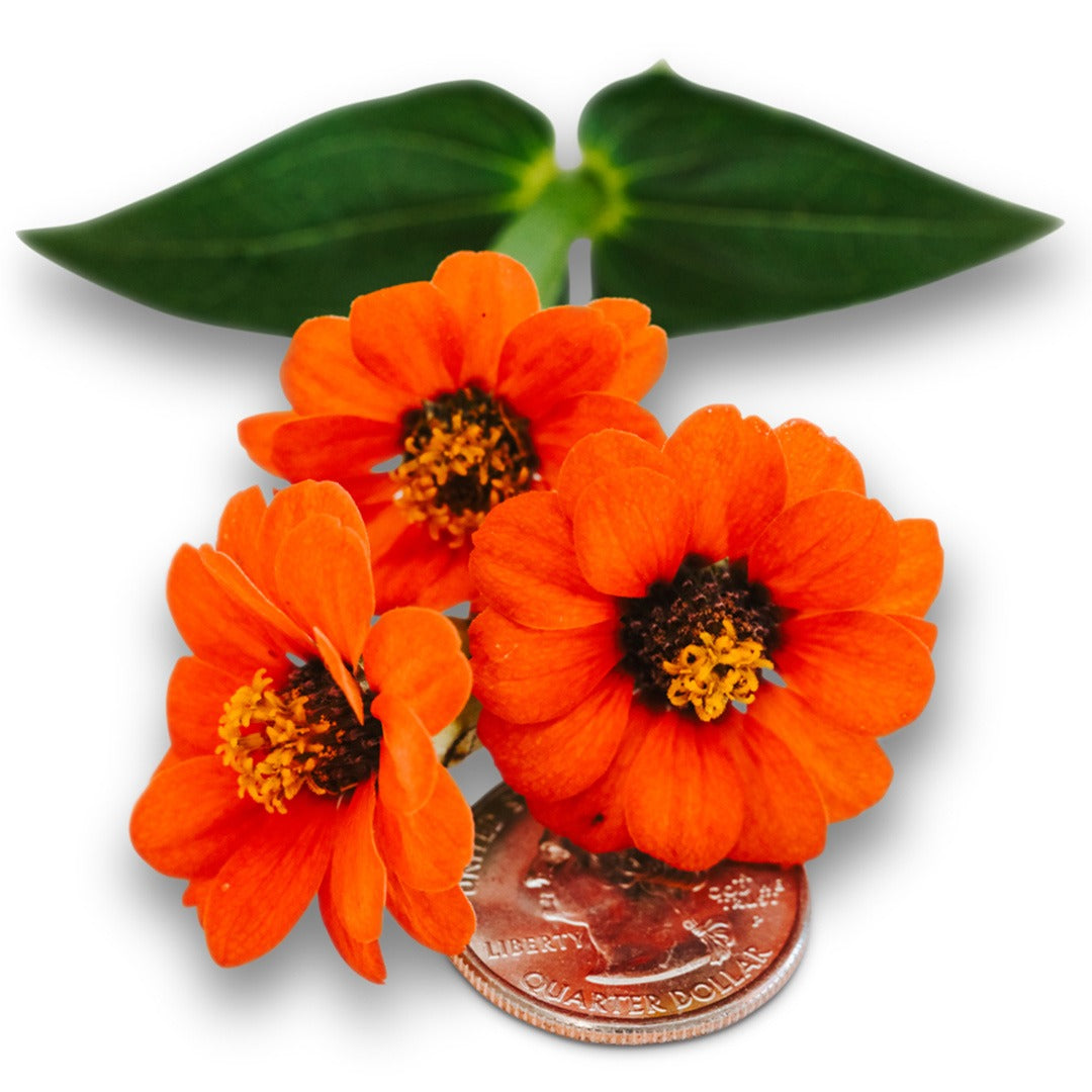 Three Peruviana Zinnias with foliage and a quarter to show size on a white background.
