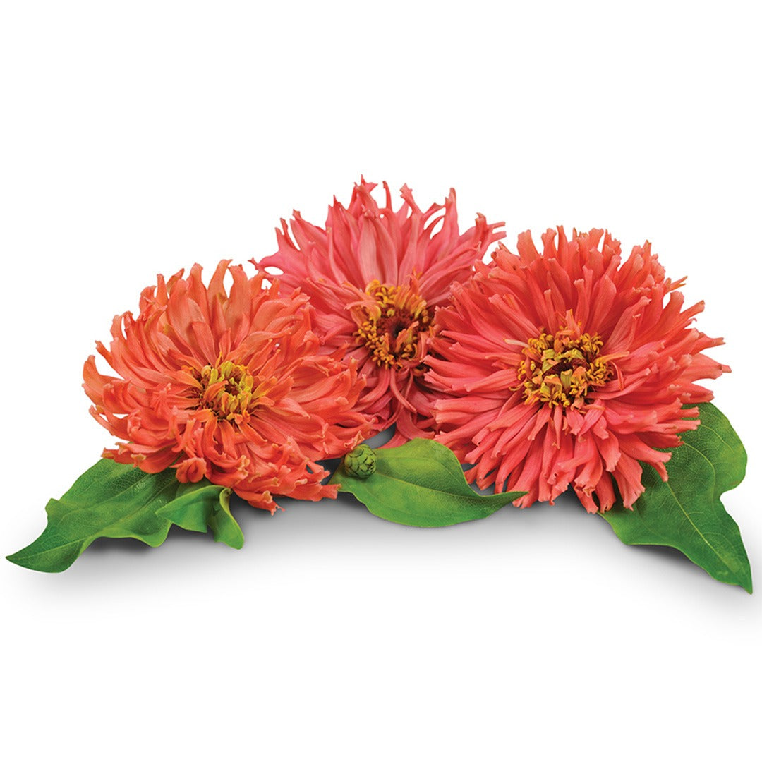 A trio of Pink Senorita Zinnias on a white background.