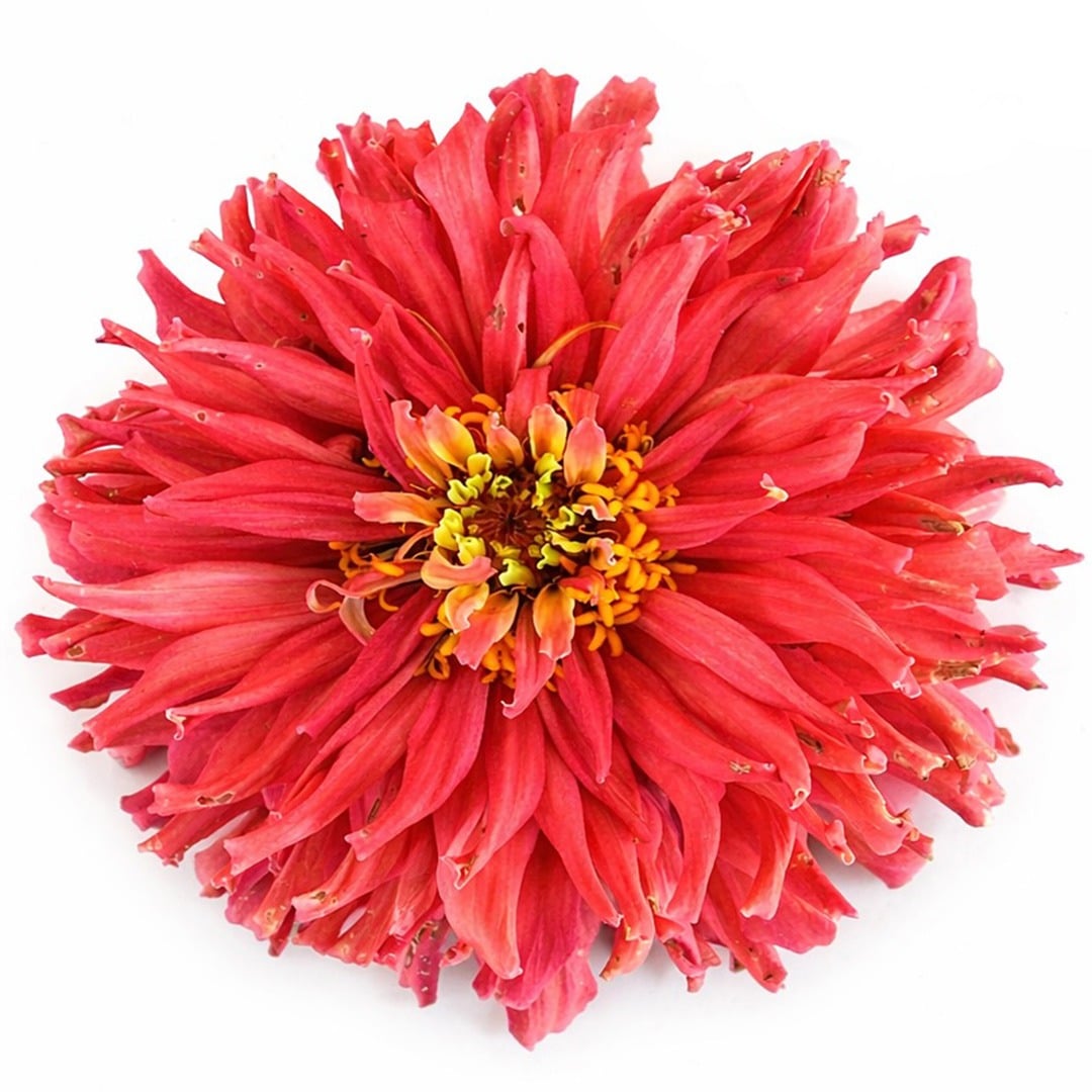 Close up of Pink Senorita zinnia on a white background.