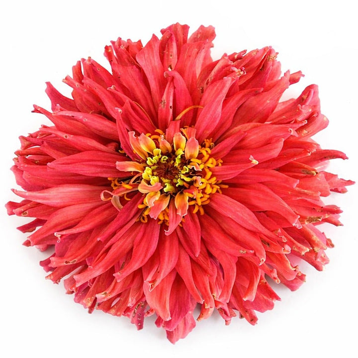 Close up of Pink Senorita zinnia on a white background.