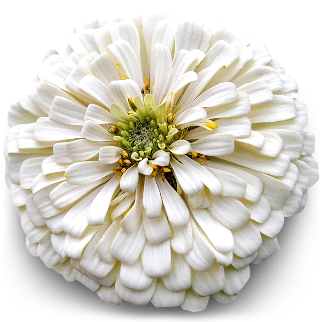 A close up of Polar Bear Zinnia on a white background.