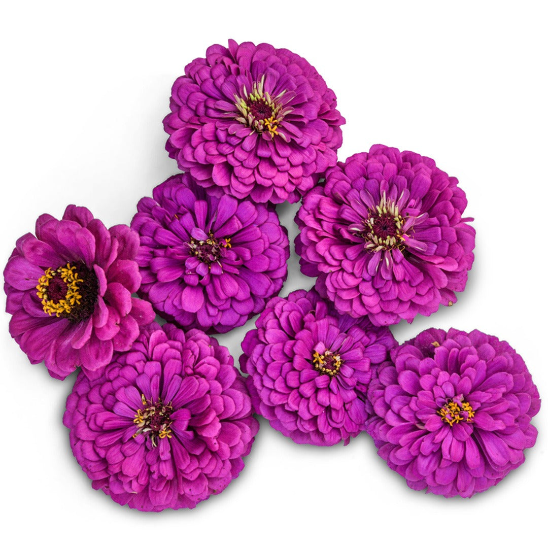 An overhead view of Purple Prince Zinnias on a white background.