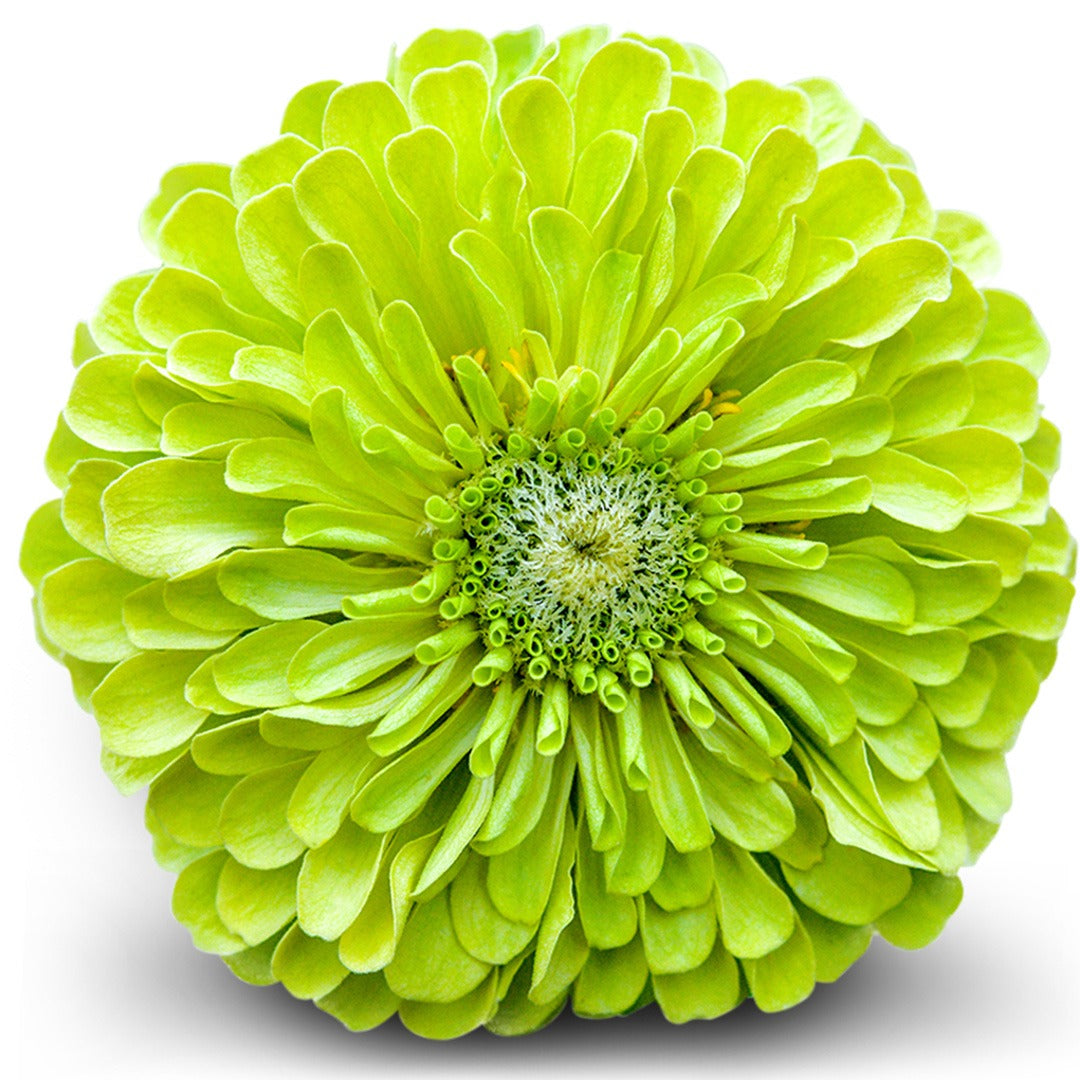 Close up of a Queen Lime Zinnia on a white background.