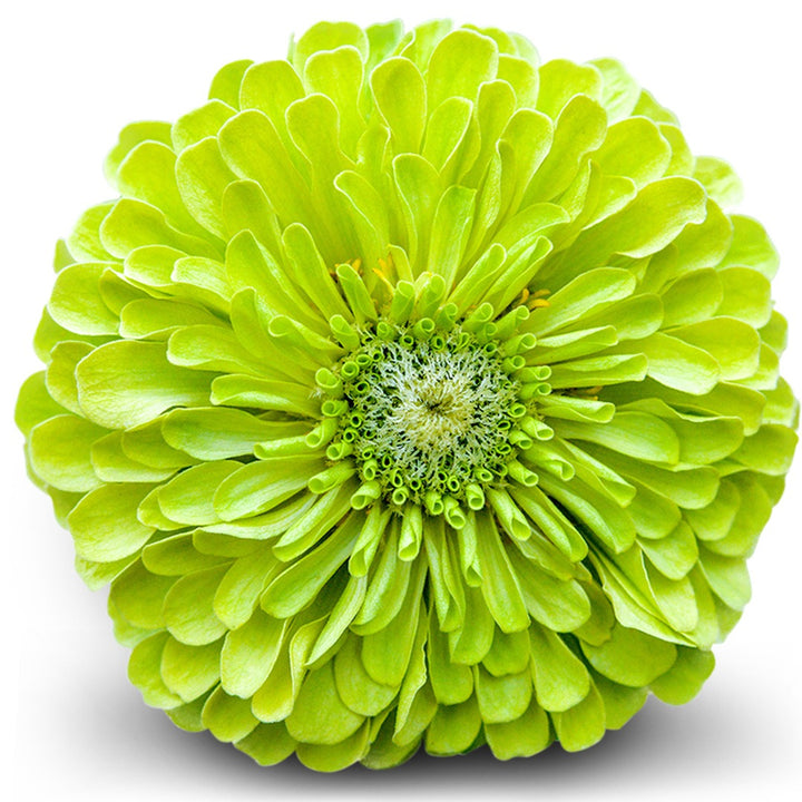 Close up of a Queen Lime Zinnia on a white background.