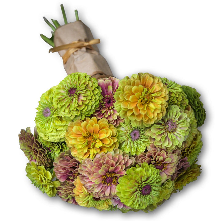 Bouquet of Queen Lime Blush Zinnias on a white background.