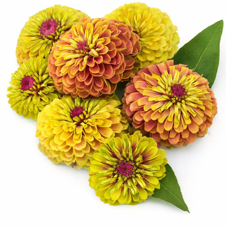Queen Lime Blush zinnia blooms arranged on a white background.