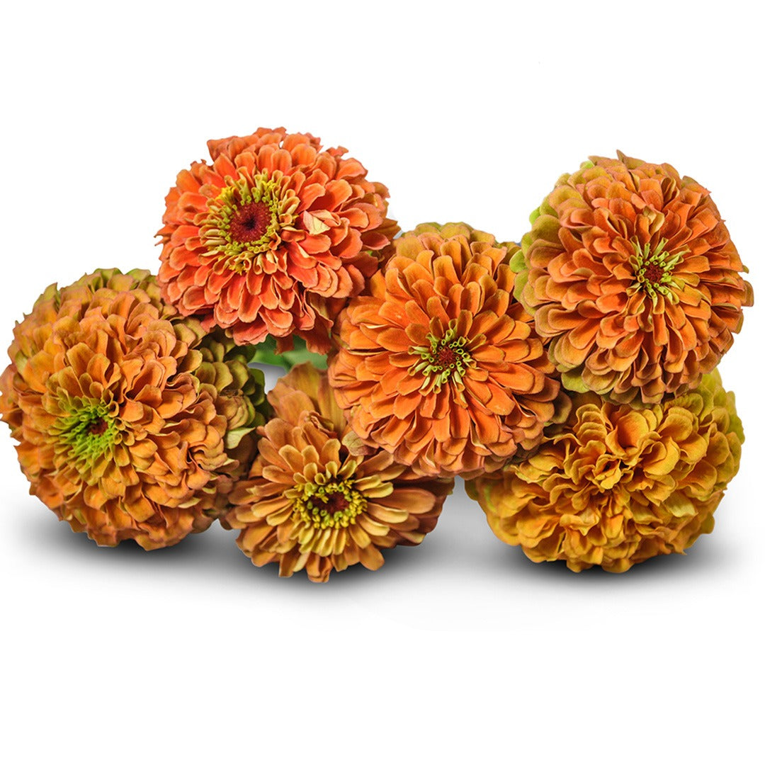 A close up of half a dozen Queen Lime Orange Zinnias on a white background.