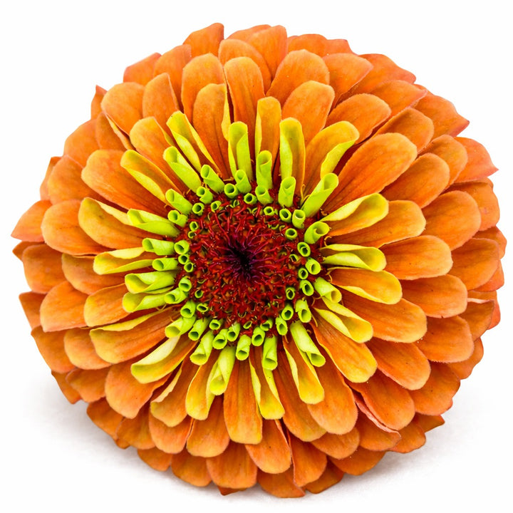 Close up of Queen Lime Orange Zinnia on a white background.