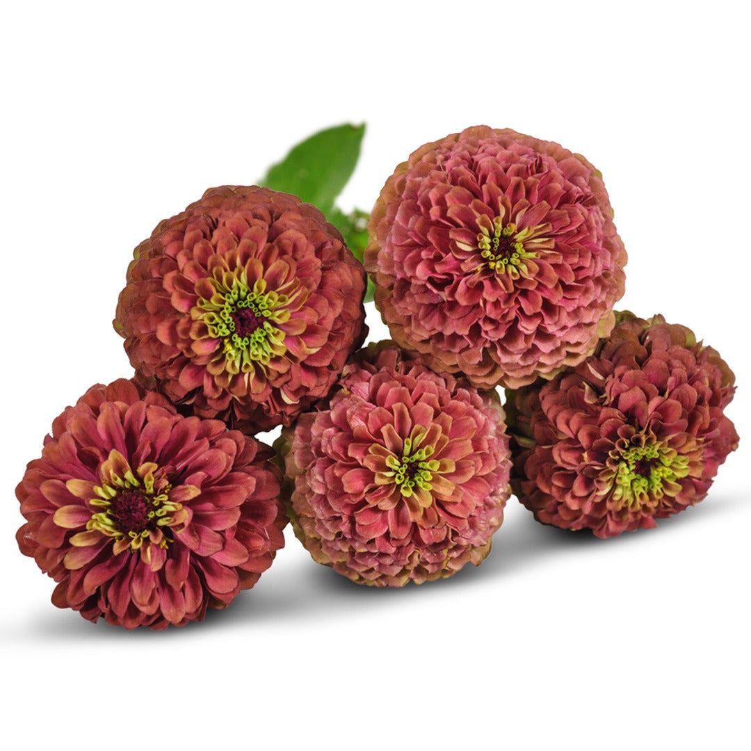 Five Queen Lime Red Zinnias stacked on a white background.
