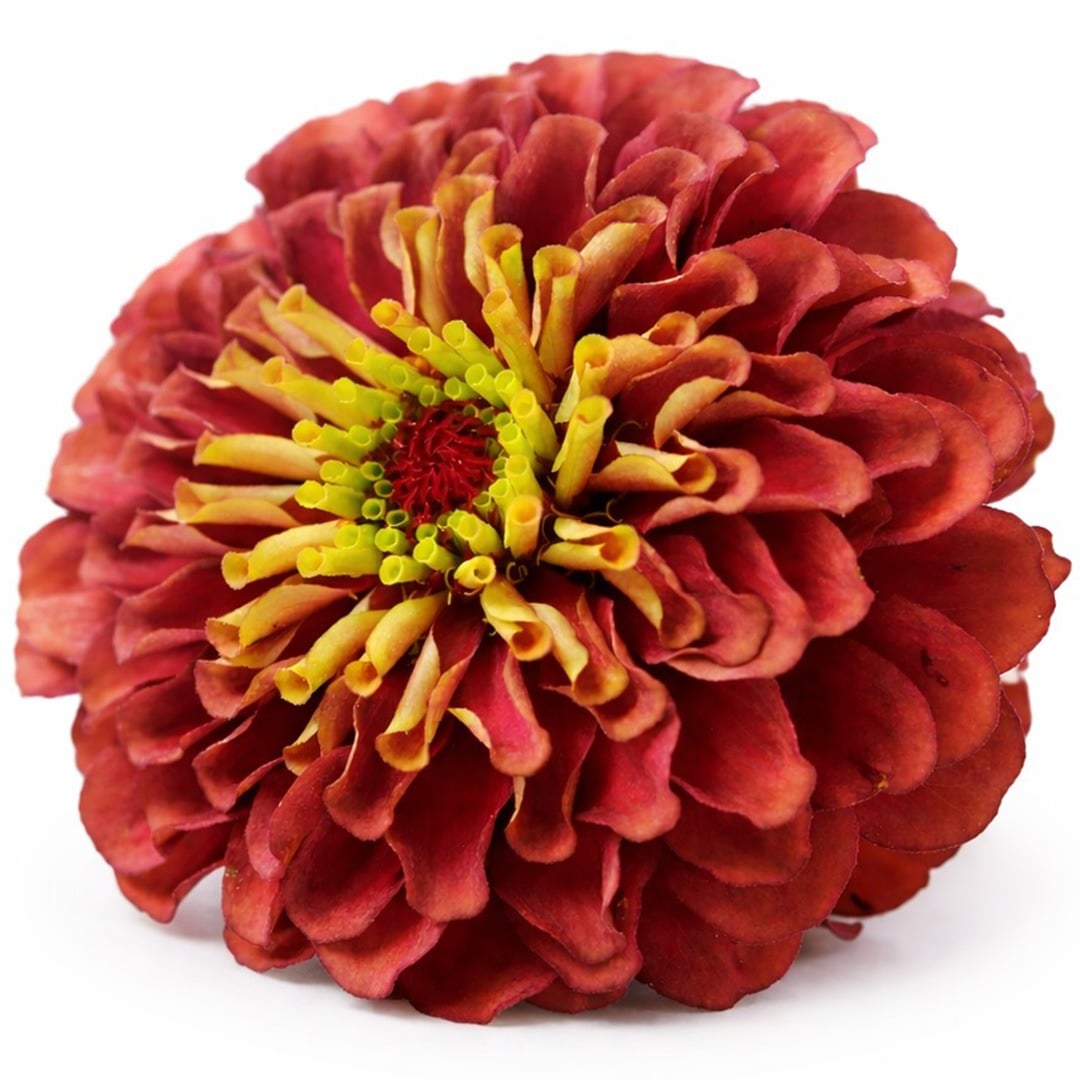 Close up of Queen Lime Red zinnia on a white background.