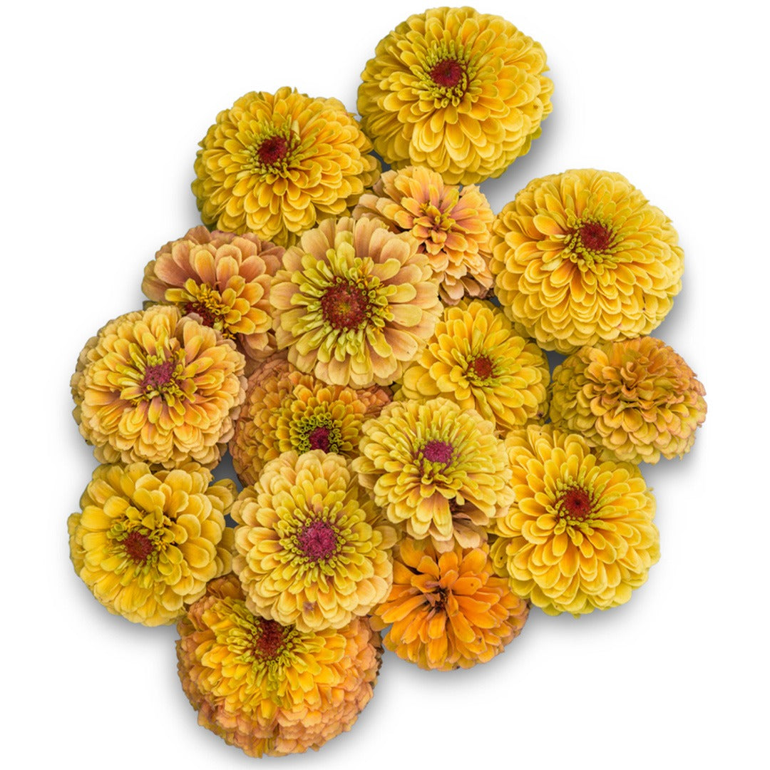 An overhead view of Queeny Lemon Peach Zinnias on a white background.