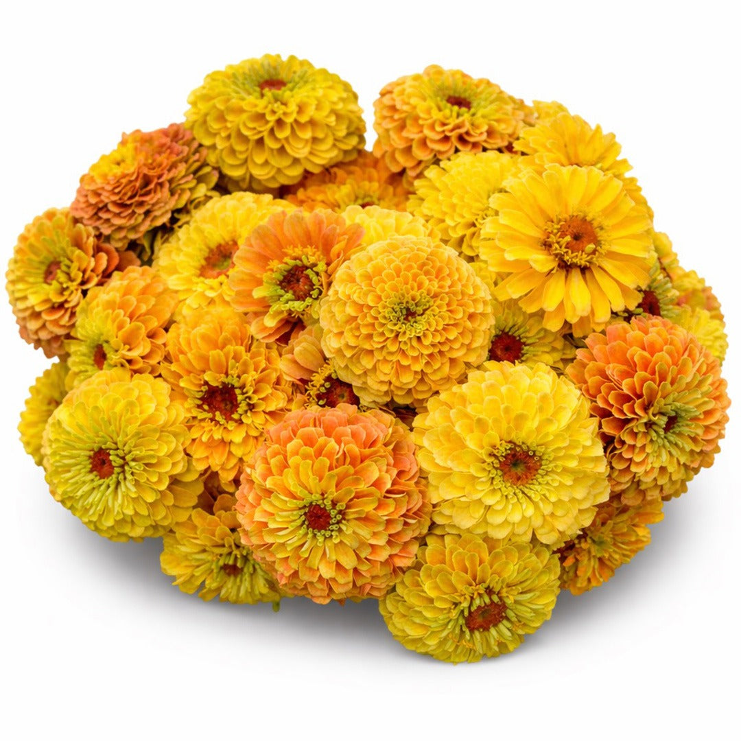 Queeny Lemon Peach Zinnias on a white background.