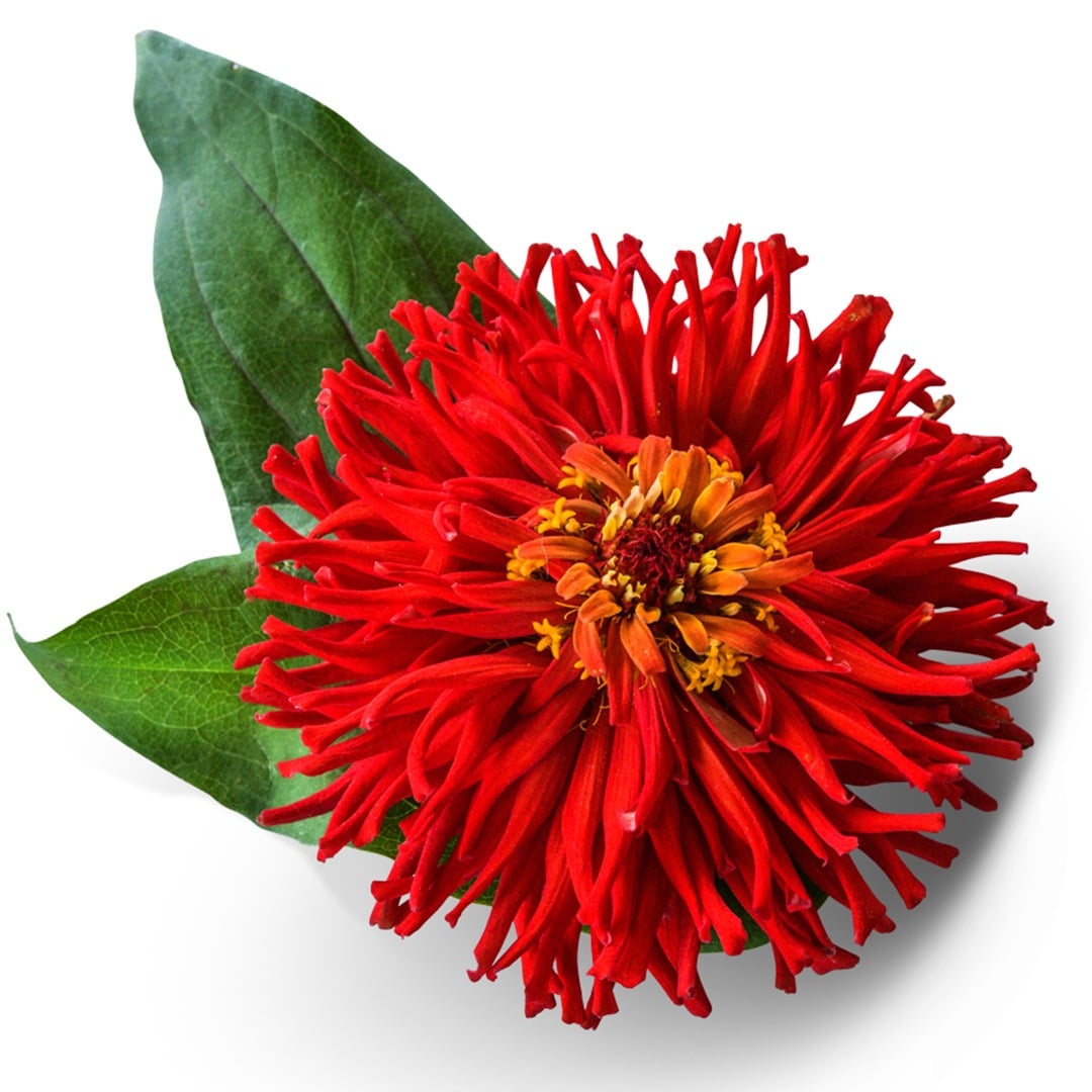 A close up of Redman Super Cactus on a white background.