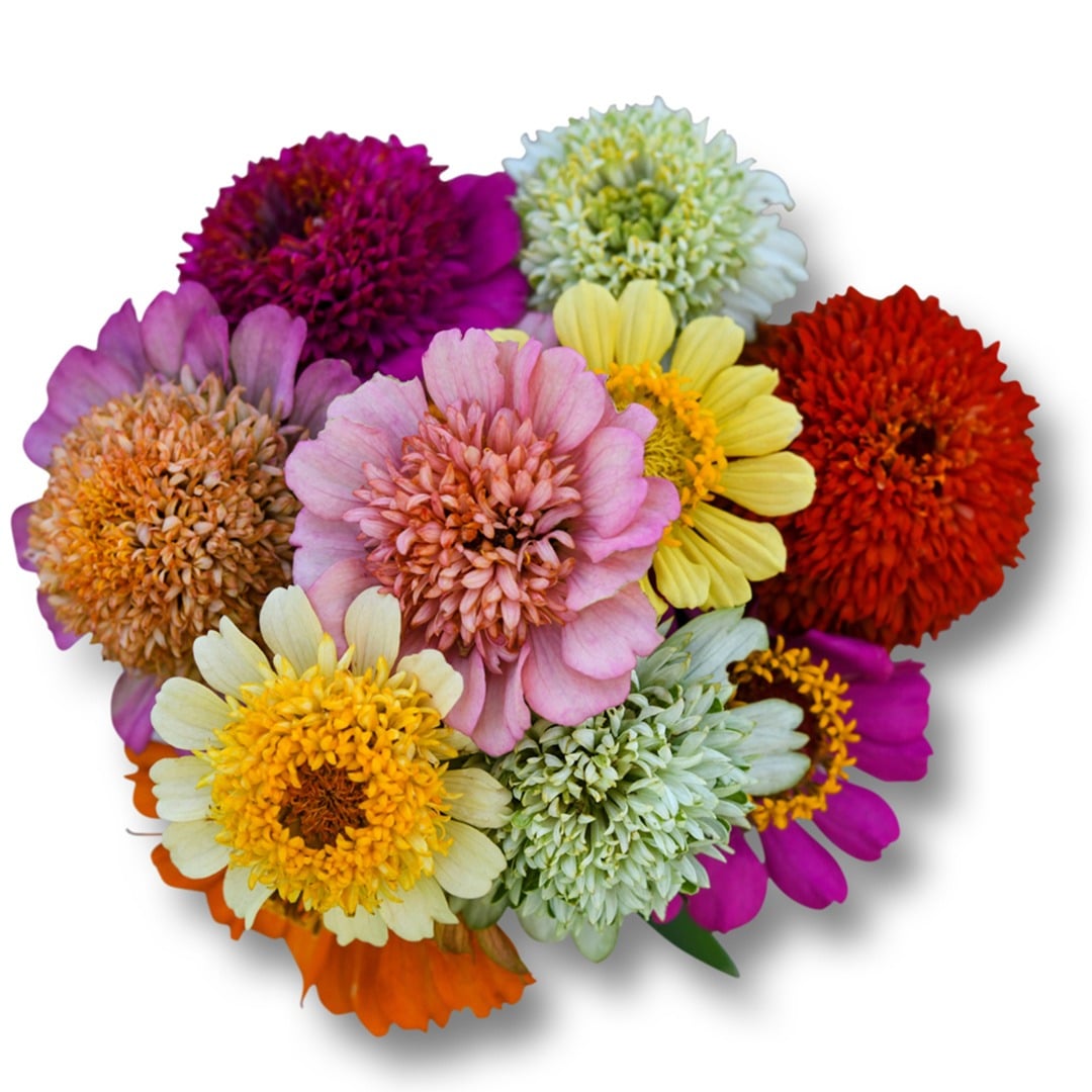 Bouquet of Scabiosa Zinnias on a white background.