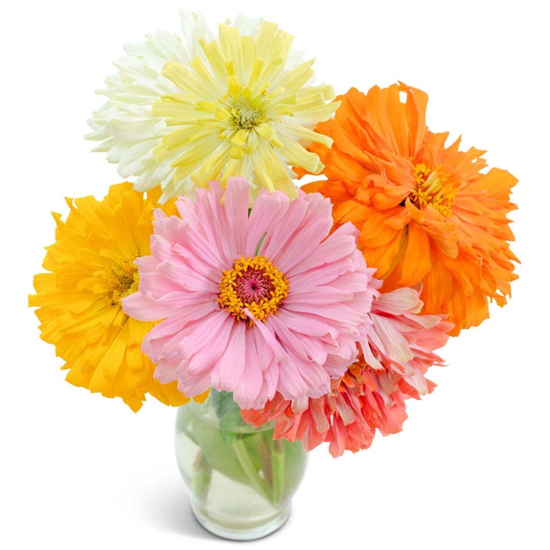 An arrangement of Takii&