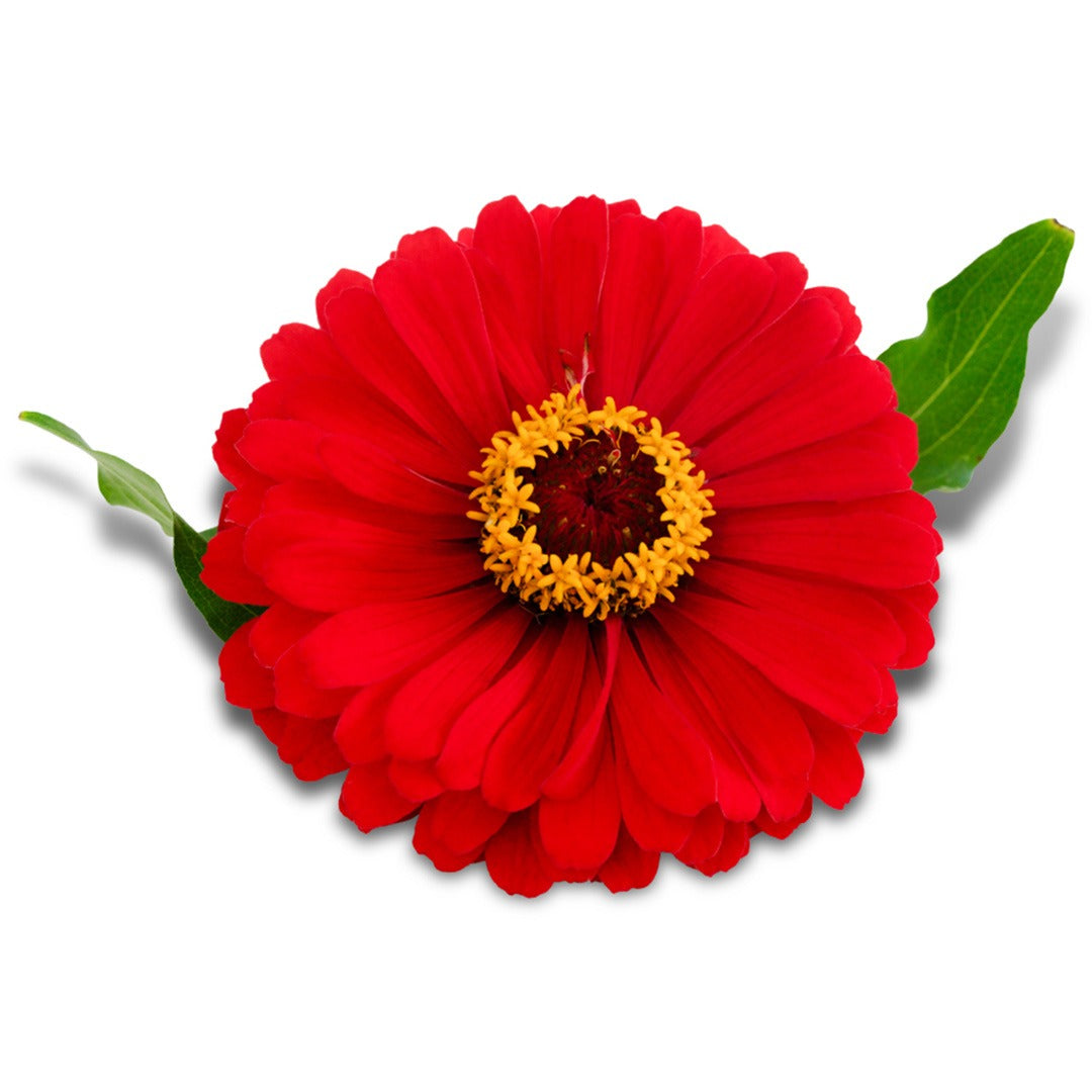 Single Will Rogers Zinnia on a white background.