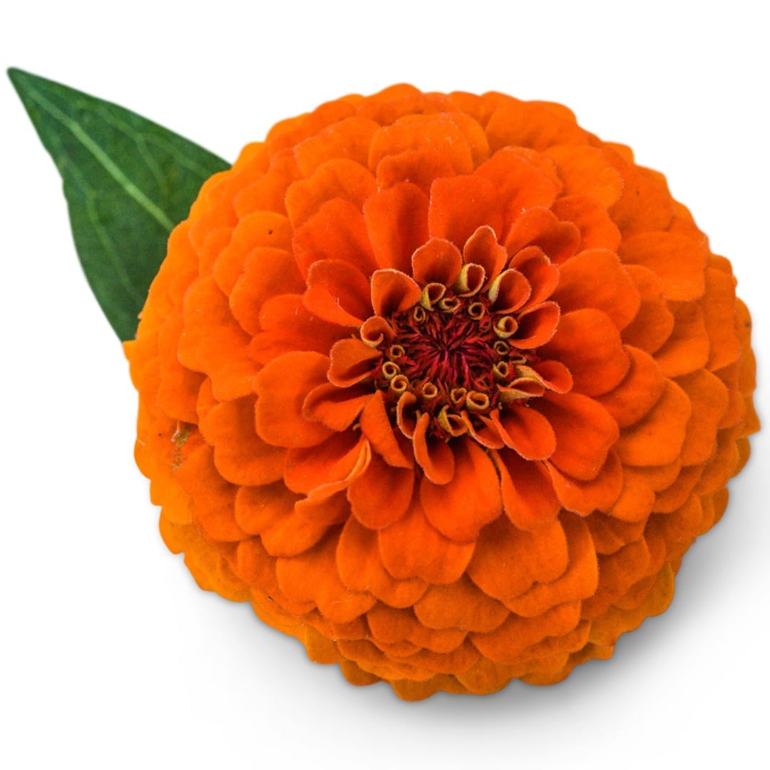 A single Zinnita Orange Zinnia flower with one leaf on white background.