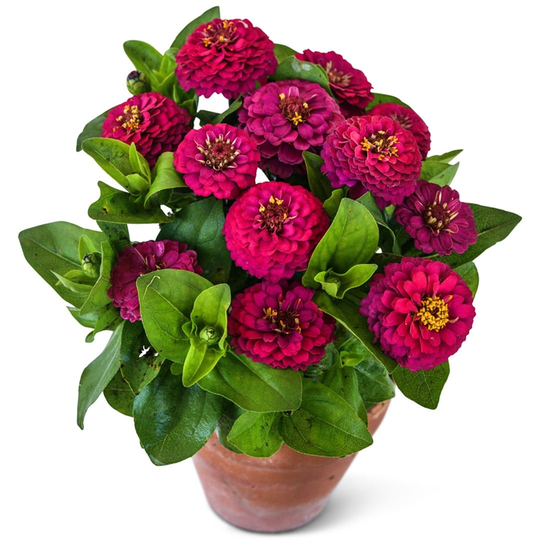 An arrangement of Zinnita Rose Zinnias in a clay pot on a white background.