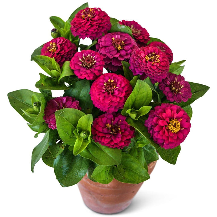 An arrangement of Zinnita Rose Zinnias in a clay pot on a white background.