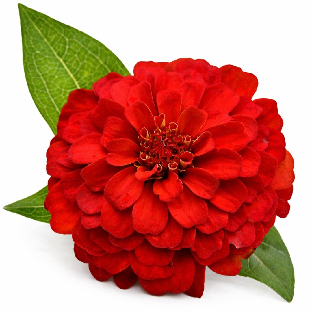 A single Zinnita Scarlet Zinnia with foliage on a white background.
