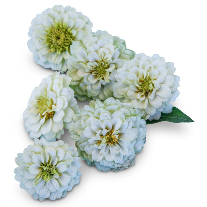 A half dozen Zinnita White Zinnias arranged on a white background.
