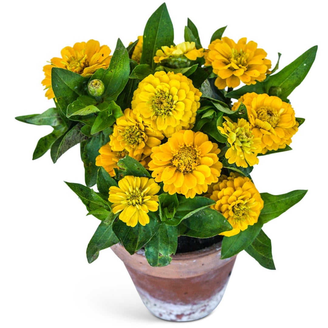Zinnita Yellow Zinnias in a clay pot on a white background.