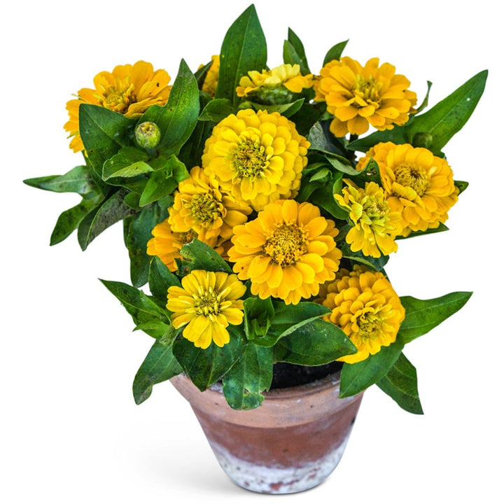 Zinnita Yellow Zinnias in a clay pot on a white background.