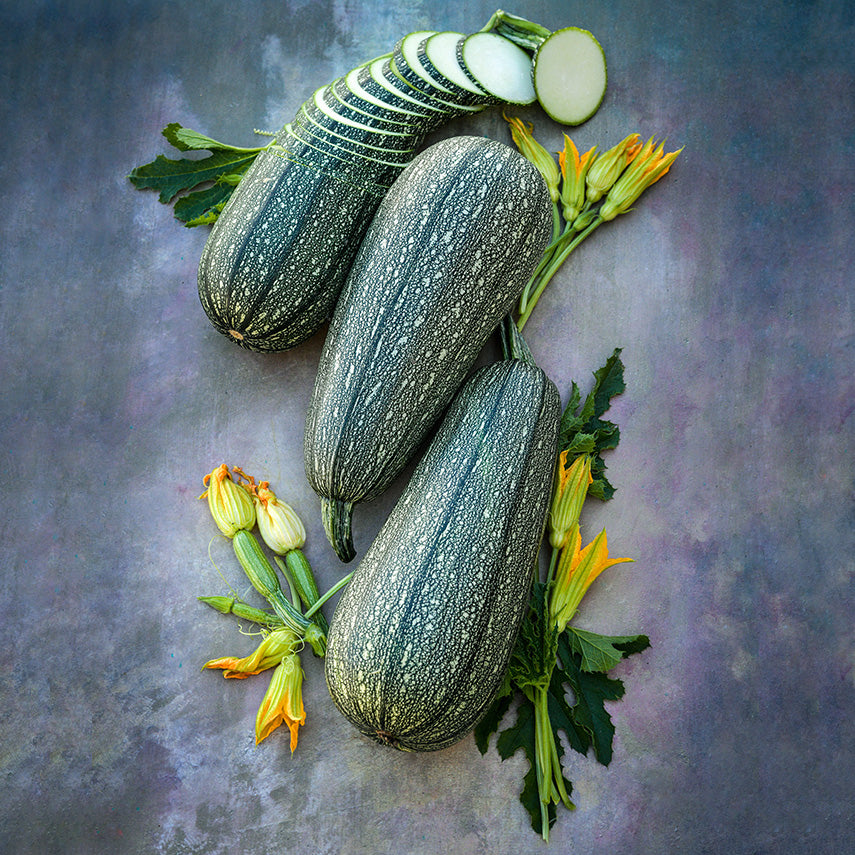 Gray Zucchini Summer Squash arranged with blooms and leaves on a mottled background.