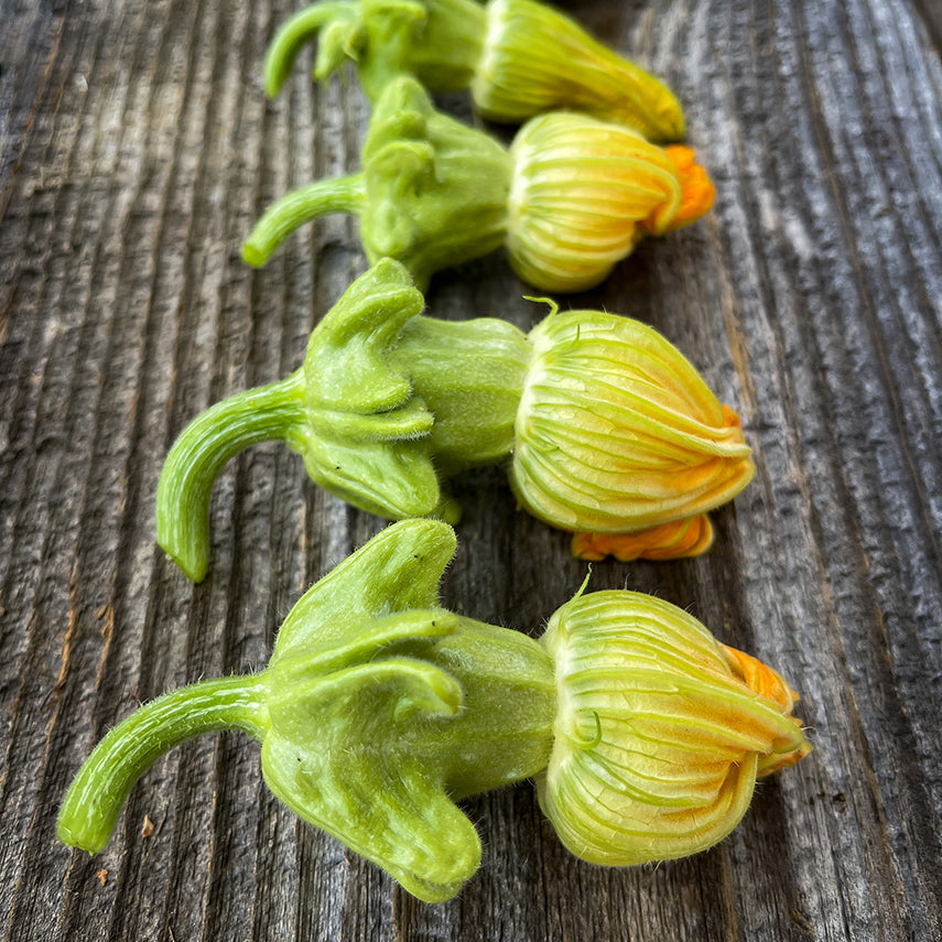 Young Pineapple Summer Squash with blooms still attached on a wood background. Image by Lucy Hutchins.