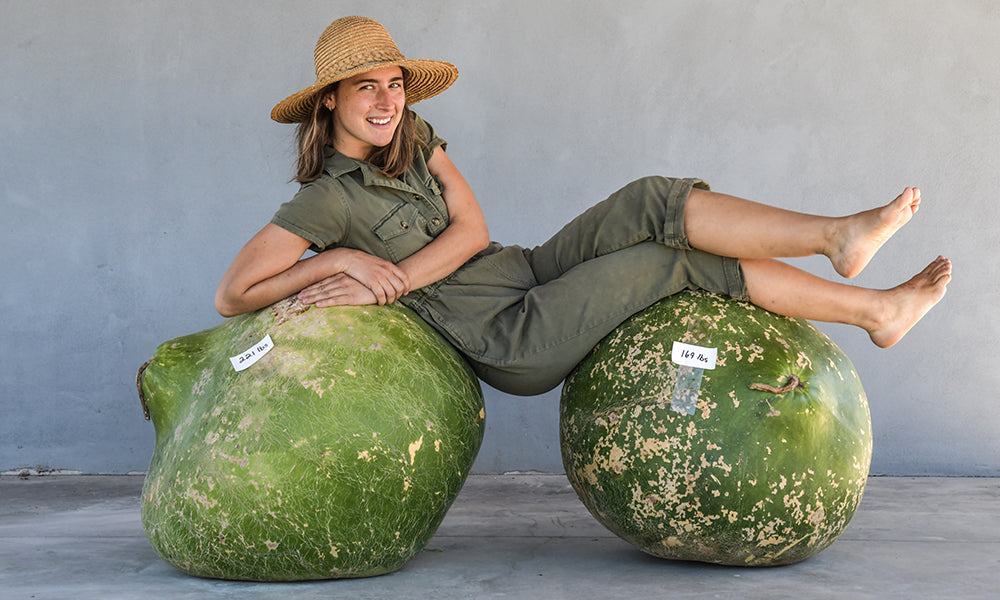 Gardener reclining on a pair of giant prize gourds