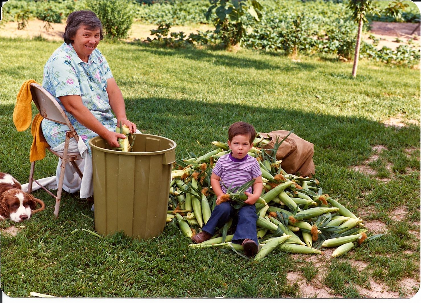 A grandmother and a toddler beside a bin of freshly picked sweet corn on the lawn