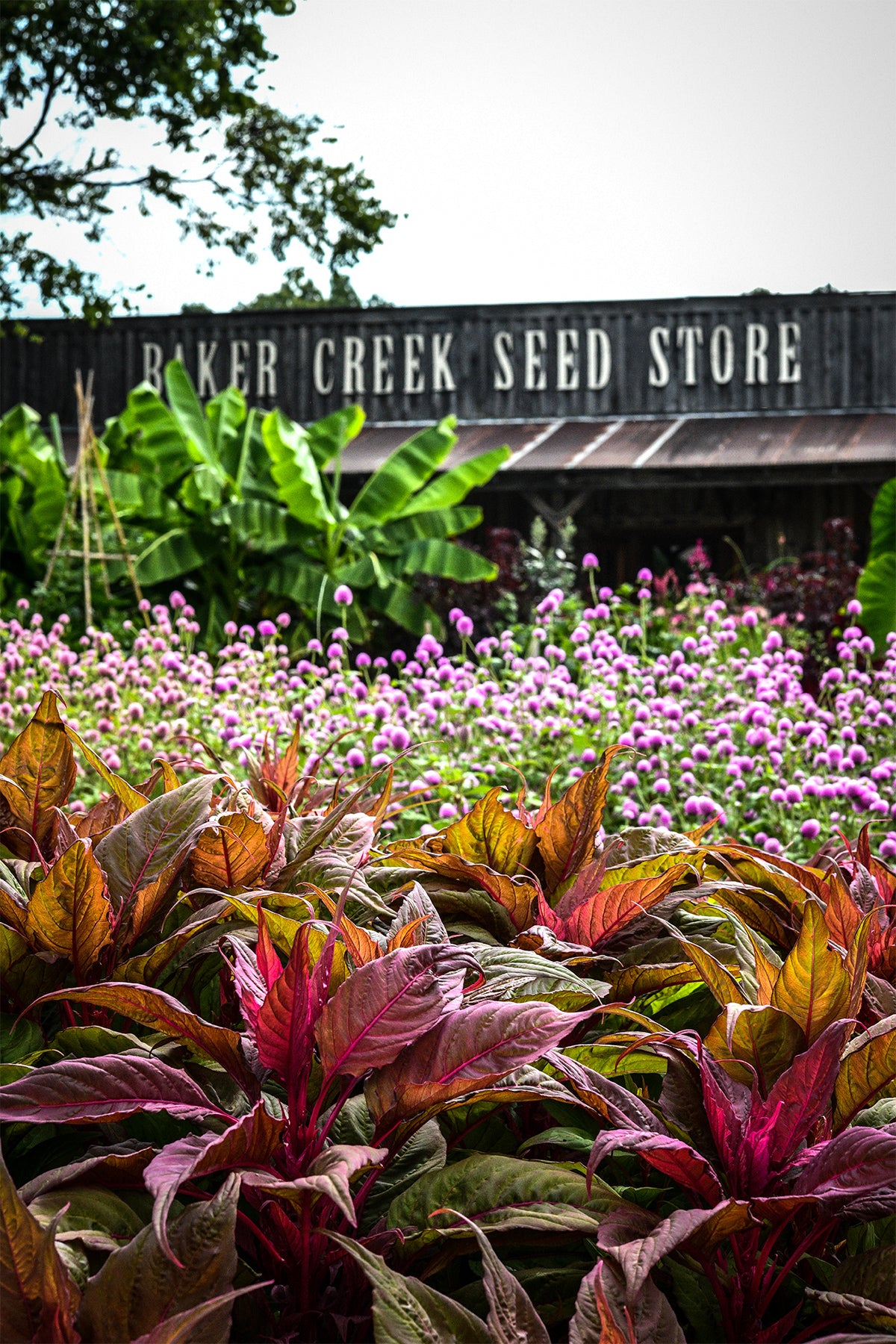 The Baker Creek Seed Store behind beds of flowers