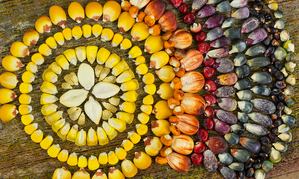 Heirloom corn seeds arranged in a colorful spiral