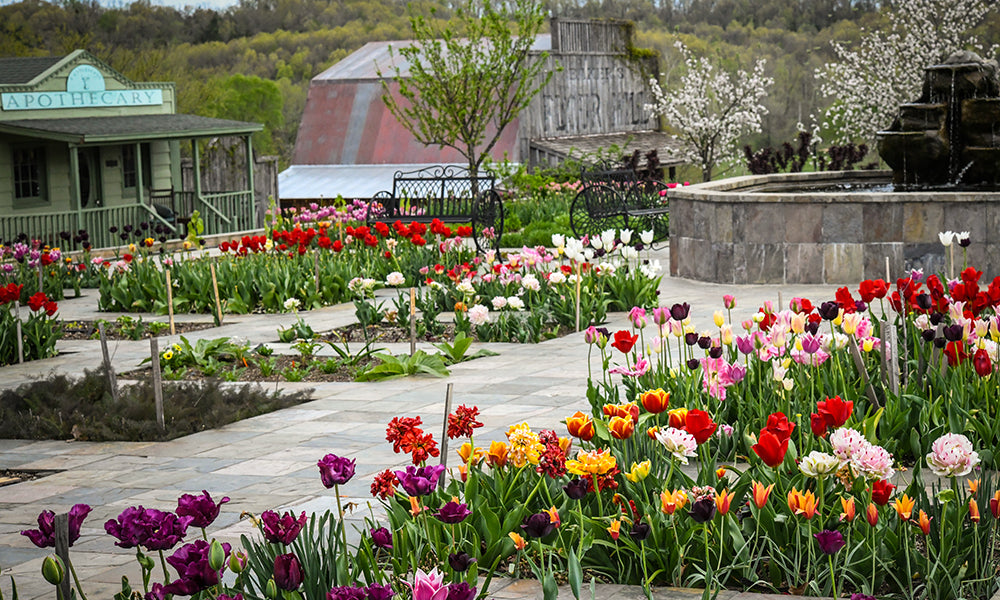 Spring tulip gardens among the village buildings and apothecary