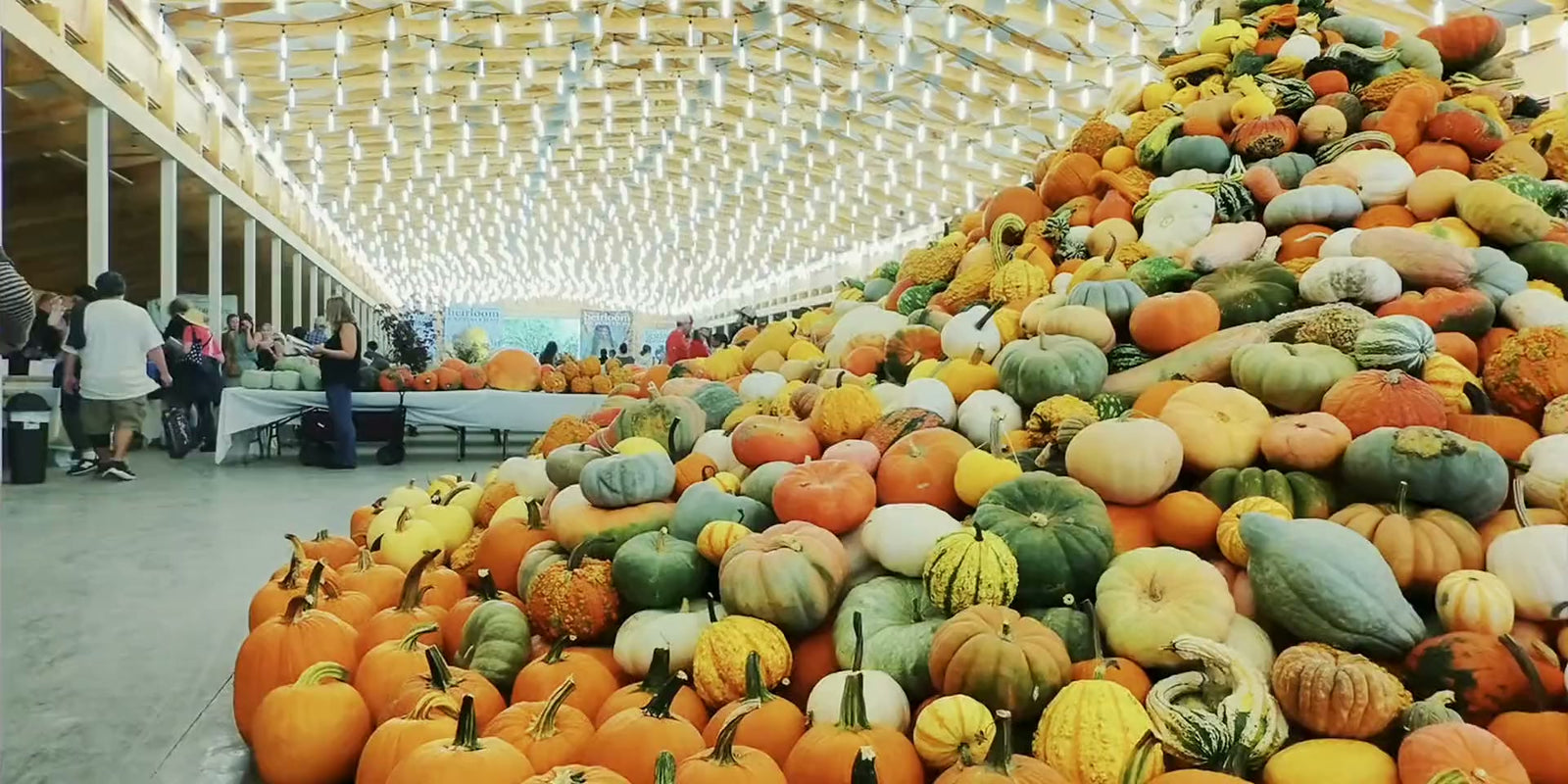 A barn piled high with a pyramid of heirloom pumpkins, gourds and squash under festival lights at Baker Creek