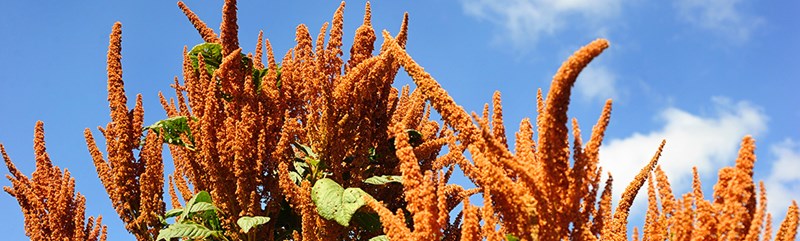 Amaranthus-Cruentus--Hot-Biscuits-LSS-000_4830