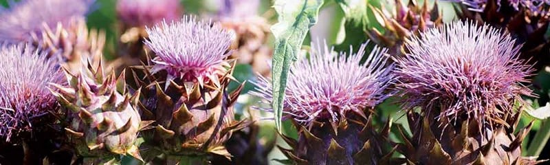 Artichoke