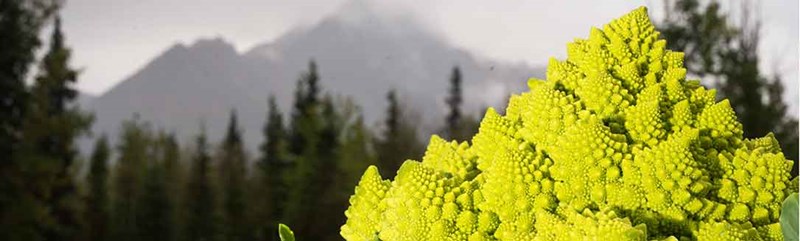 Broccoli