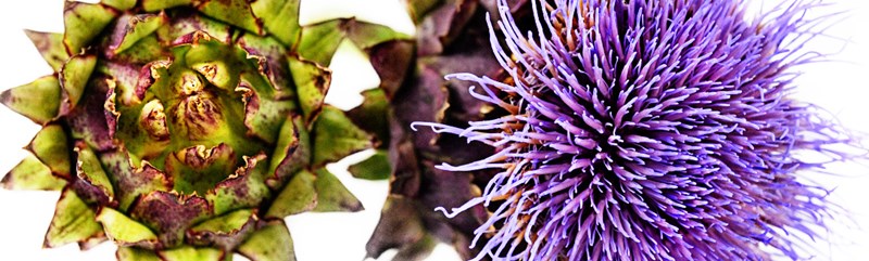 Enhanced-Retouched-RETOUCHED-Artichoke-Purple-of-Romagna-LSS-0842