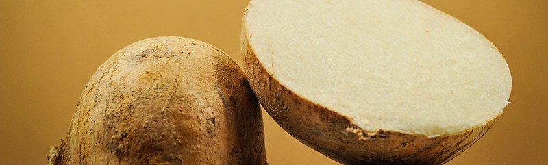 Jicama-LSS-000_1593