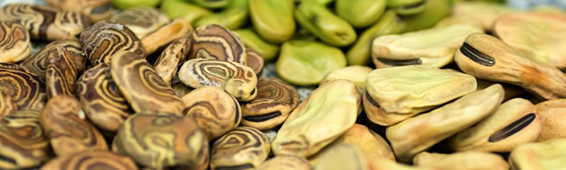 John-Glavis-Amaranth-Fava-Beans-DSC08666