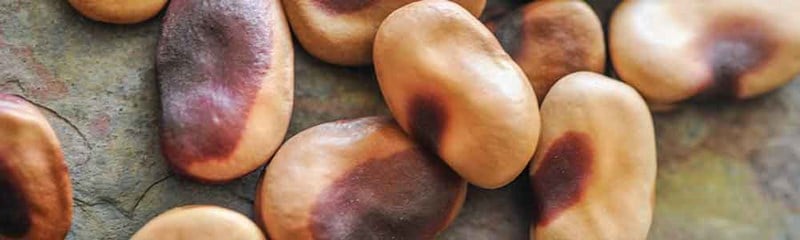beans